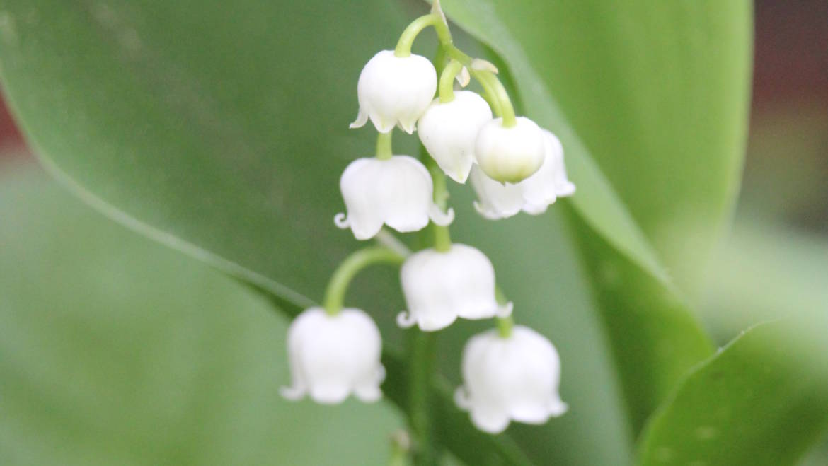 APRES LE MUGUET PREPAREZ L’ETE