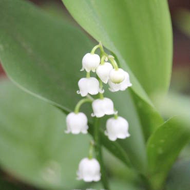 APRES LE MUGUET PREPAREZ L’ETE